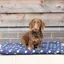 Supreme Products Dotty Fleece Dog Bed in Noble Navy