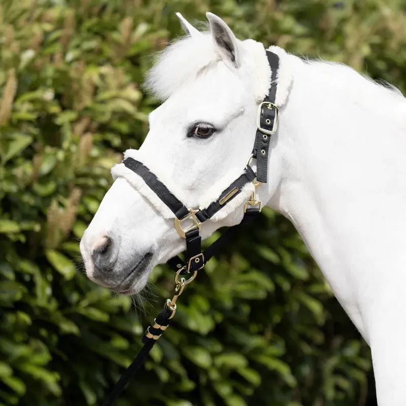 Coldstream Langlee Luxury Headcollar and Lead Rope in Black-1