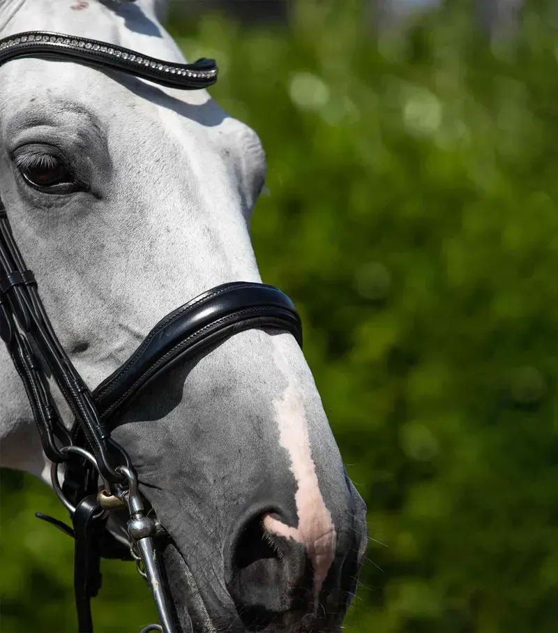 Premier Equine Abriano Anatomic Double Bridle in Black-2