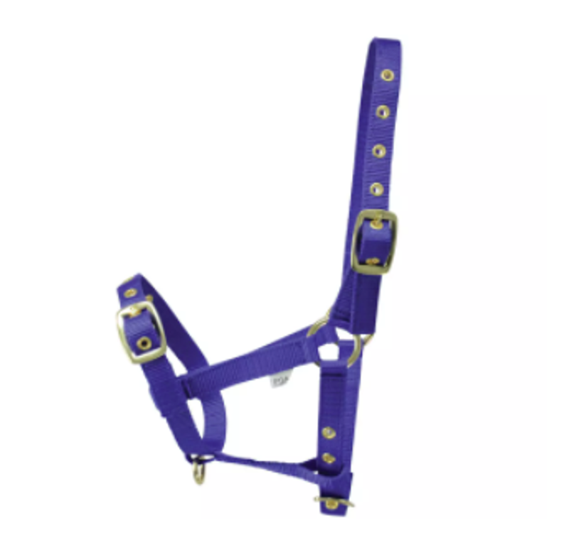 Hy Foal Head Collar in Blue