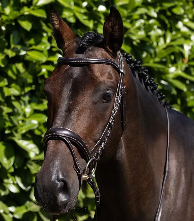 Premier Equine Cassano Snaffle Bridle in Brown