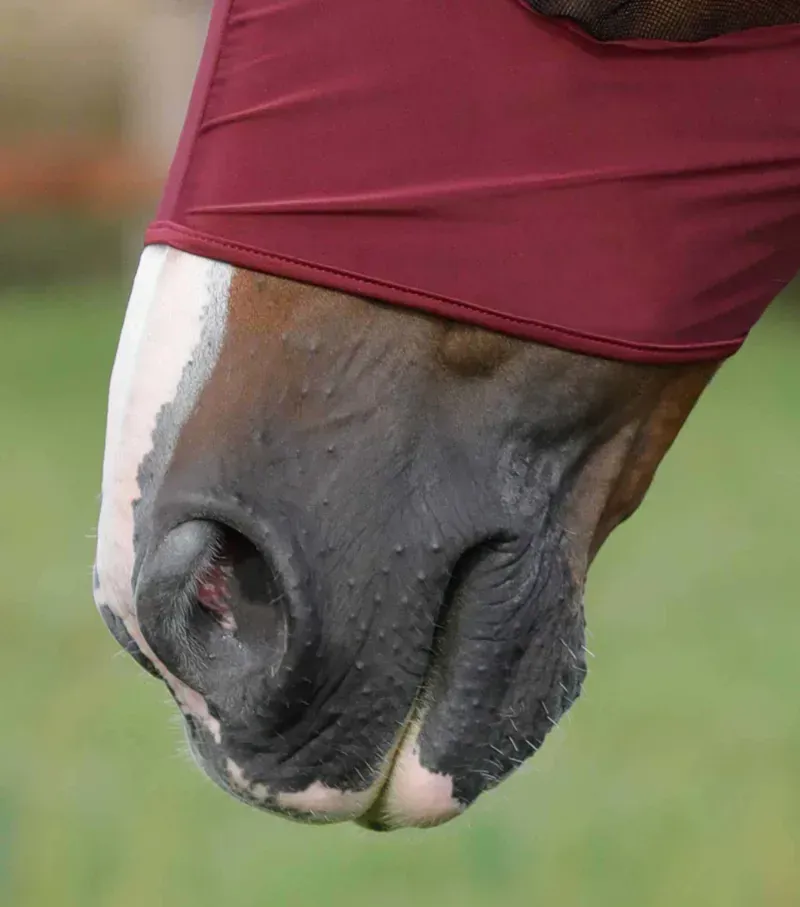 Premier Equine Comfort Tech Lycra Fly Mask in Wine-3
