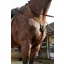 Whitaker Ready To Ride Breastplate in Brown