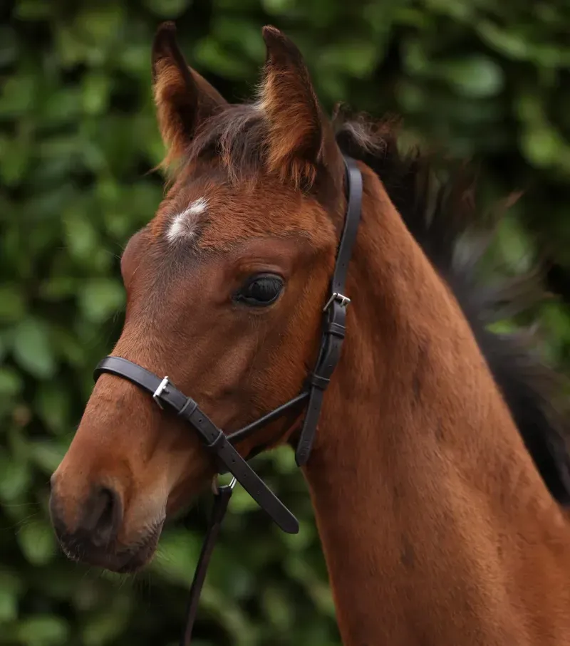 Premier Equine Int. Standard Foal Slip 5/8 inch in Dark Havana-4