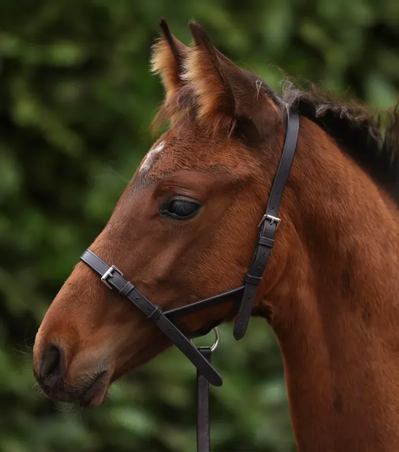 Premier Equine Int. Foal Slip 0.5 inch in Dark Havana-4