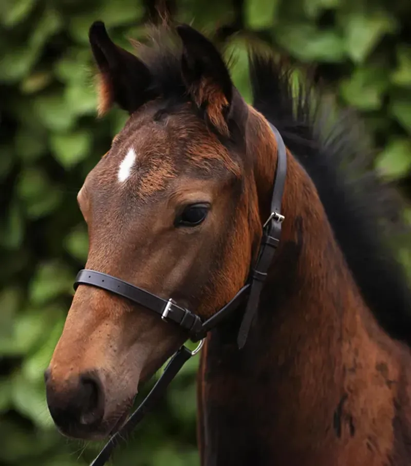 Premier Equine Int. Standard Foal Slip 3/4 inch in Dark Havana-5