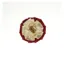 ShowQuest Newport Buttonhole in Burgundy/Cream/Gold