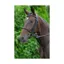 Hy Equestrian Bib Martingale - - Brown