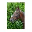 Hy Equestrian Mexican Bridle With Rubber Grip Reins - - Brown