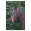 Hy Hunter Bridle With Rubber Grip Reins in Brown