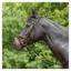 Kieffer Ultrasoft Tara Snaffle Bridle in Brown