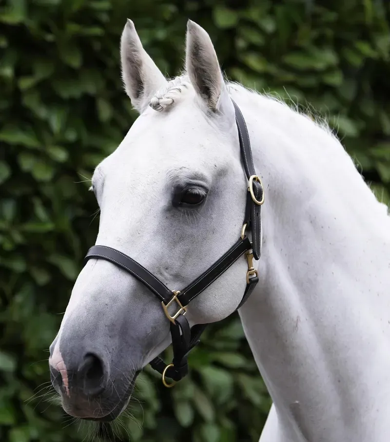 Premier Equine Int. Pony Traditional Leather Headcollar in Black-2
