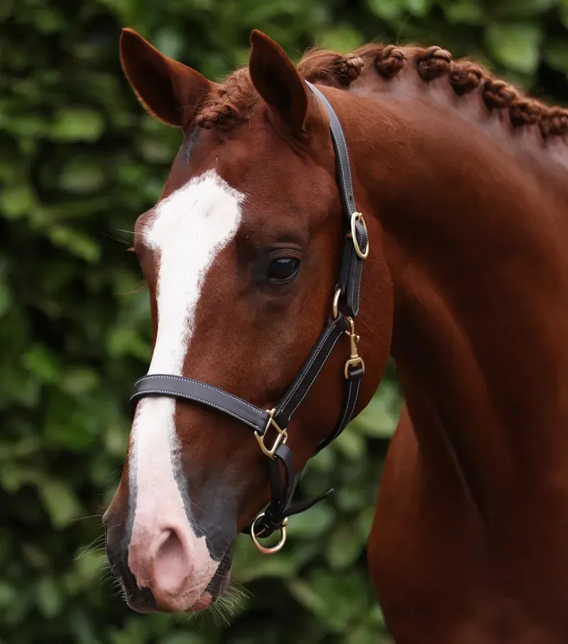 Premier Equine Int. Pony Traditional Leather Headcollar in Dark Havana-3