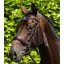 Verdura Anatomic Snaffle Bridle / Brown